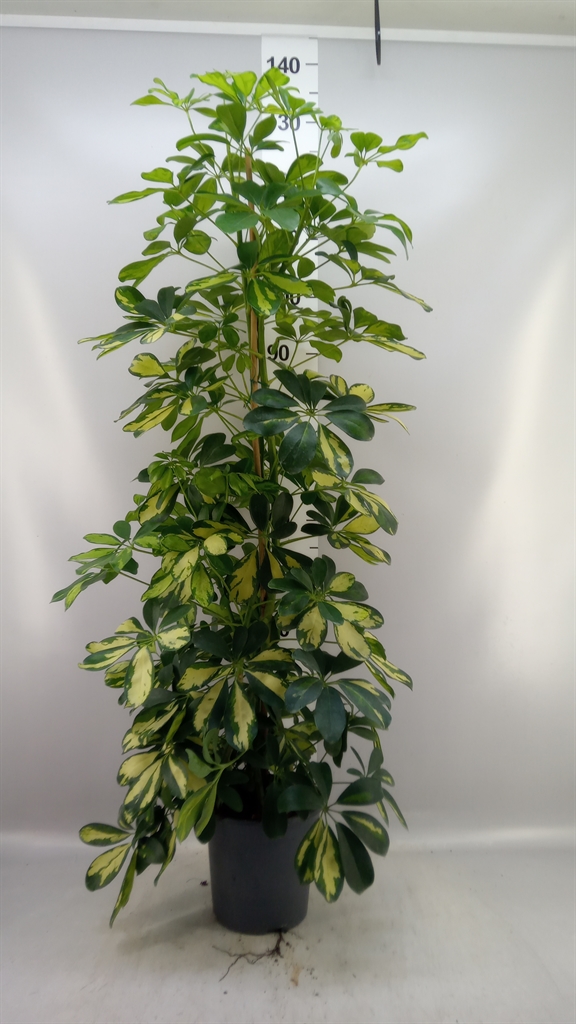 Schef Ar Dalton 21Ø 125cm