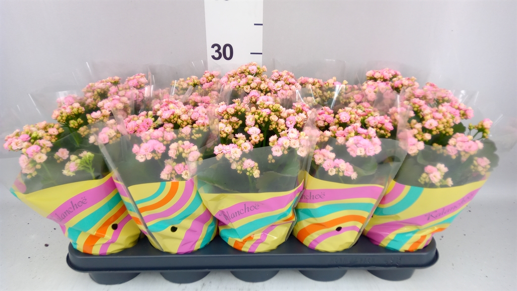 Kalanchoe Double Perfecta Pink 12Ø 28cm