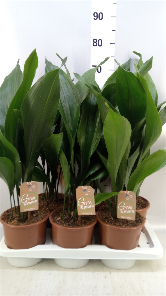 Aspidistra Elatior 17Ø 70cm