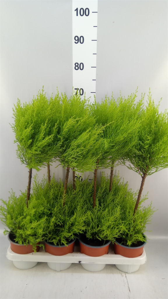 Cupressus Goldcrest Wilma 14Ø 60cm
