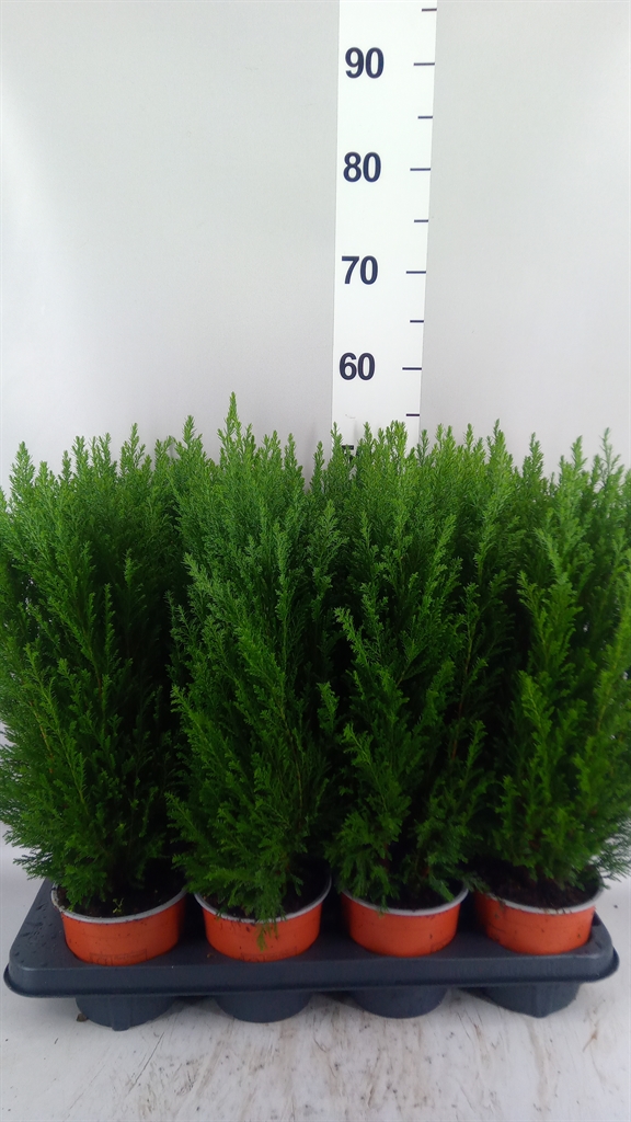 Chamaecyparis Ellwoodii 13Ø 45cm