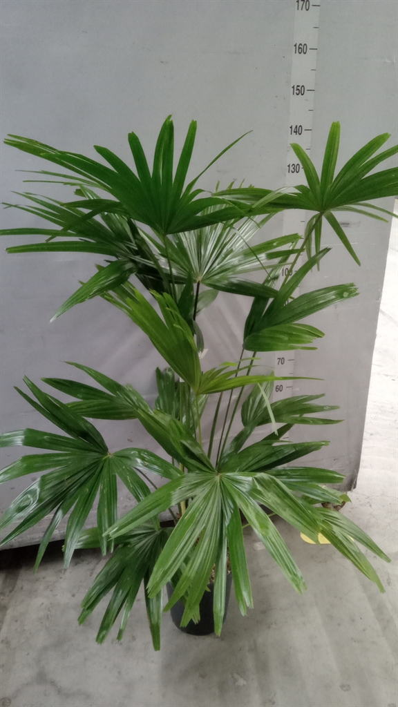 Palmen Overig 24Ø 120cm