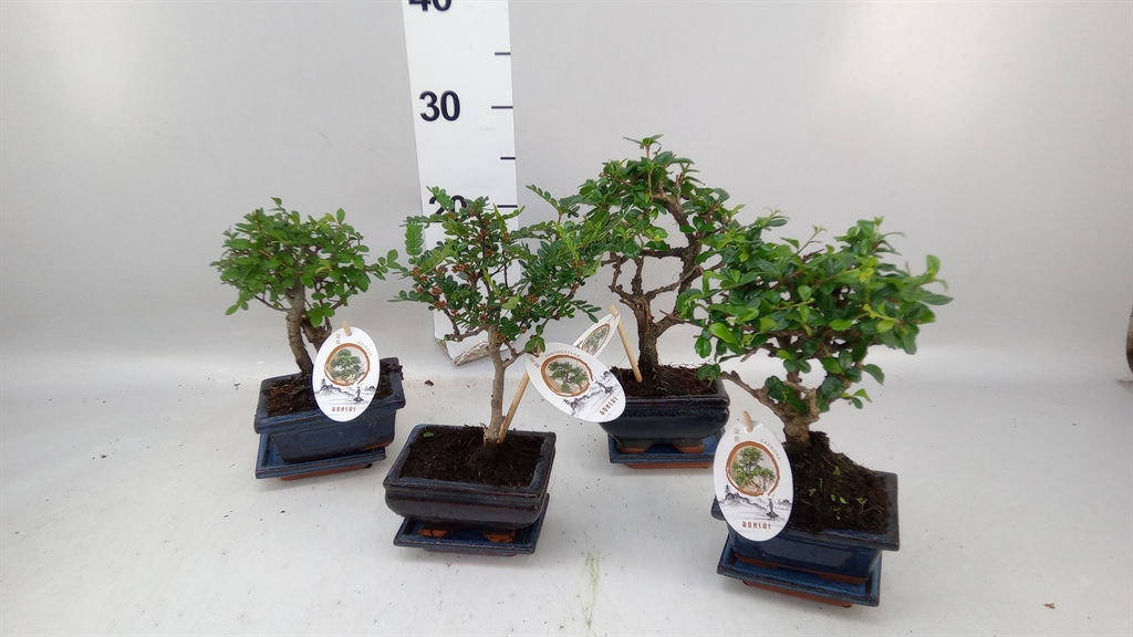 Bonsai Mix 12Ø 20cm