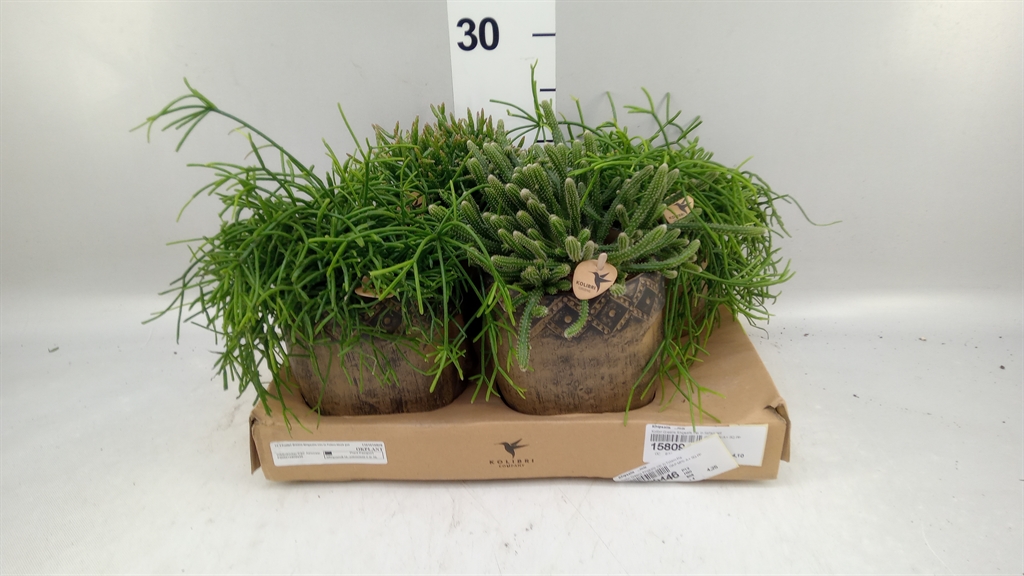 Rhipsalis Mix 12Ø 30cm