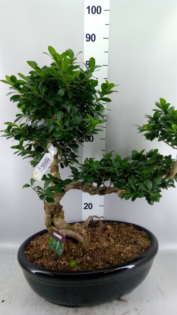 Ficus Microcarpa Ginseng 50Ø 80cm