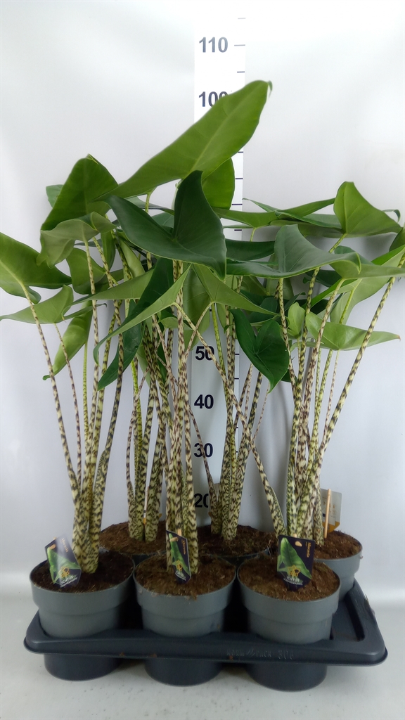 Alocasia Zebrina 17Ø 75cm