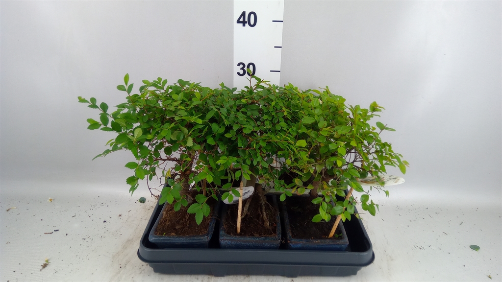Bonsai Mix 15Ø 20cm