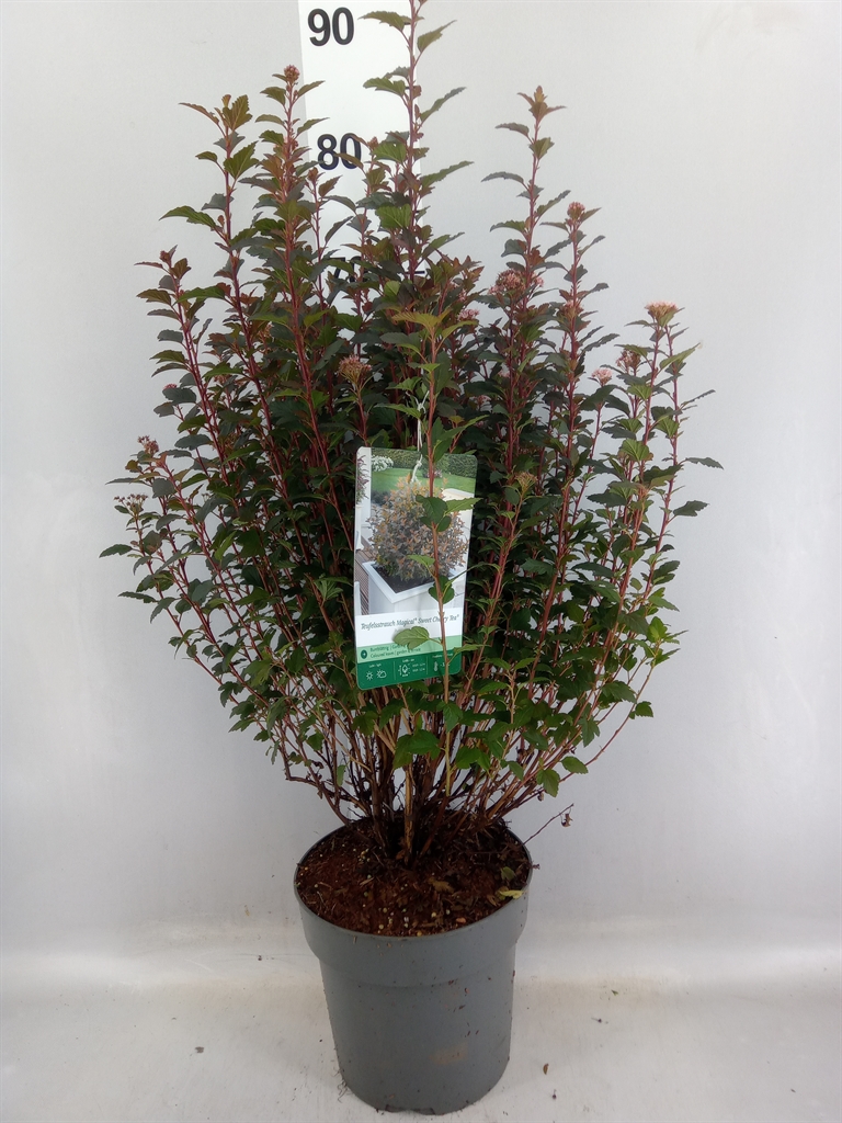 Physocarpus Opulifolius 22Ø 60cm