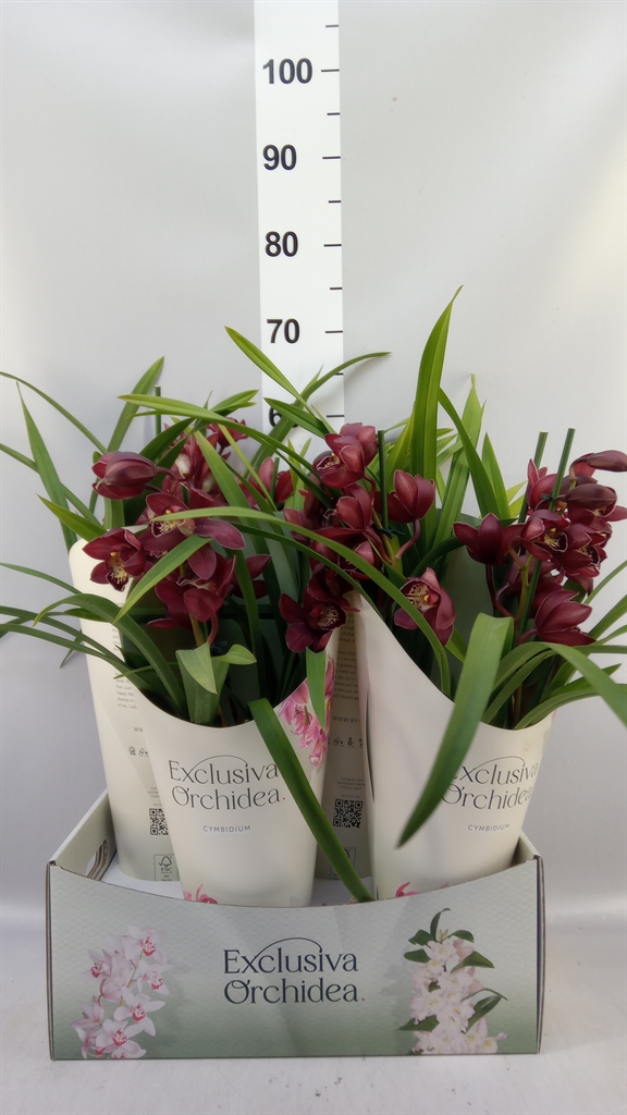 Cymbidium Ov
