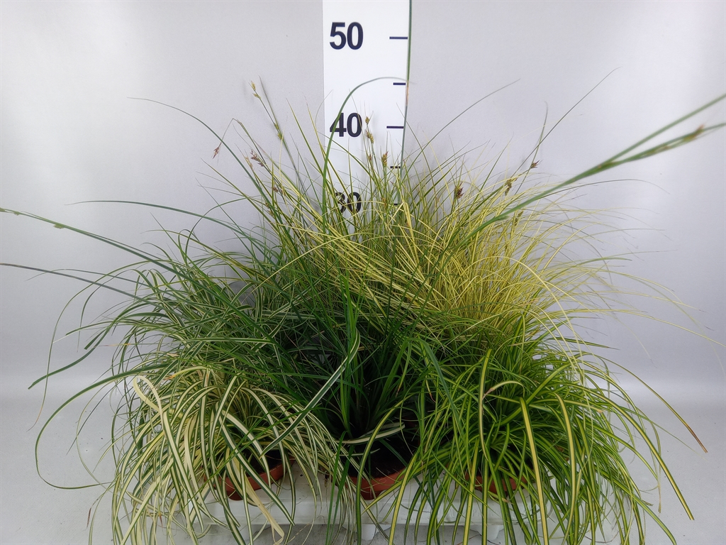 Carex Mix 12Ø 30cm