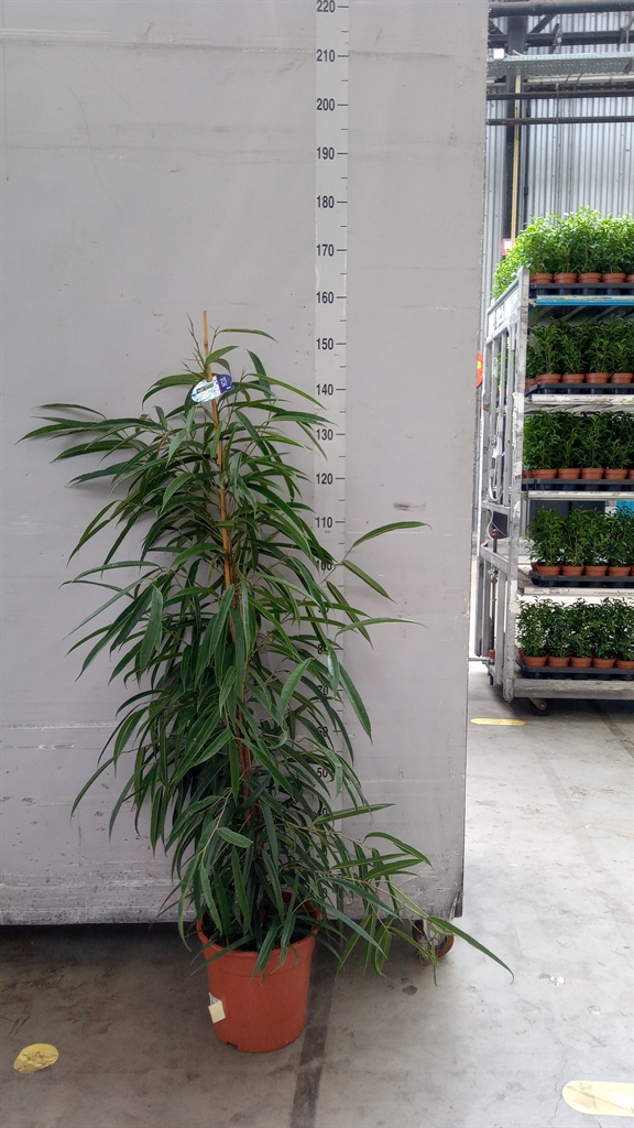 Ficus Alii 27Ø 150cm