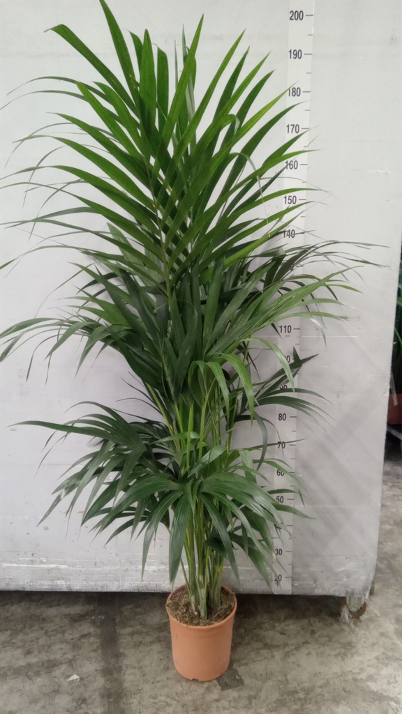 Howea Forsteriana 24Ø 170cm