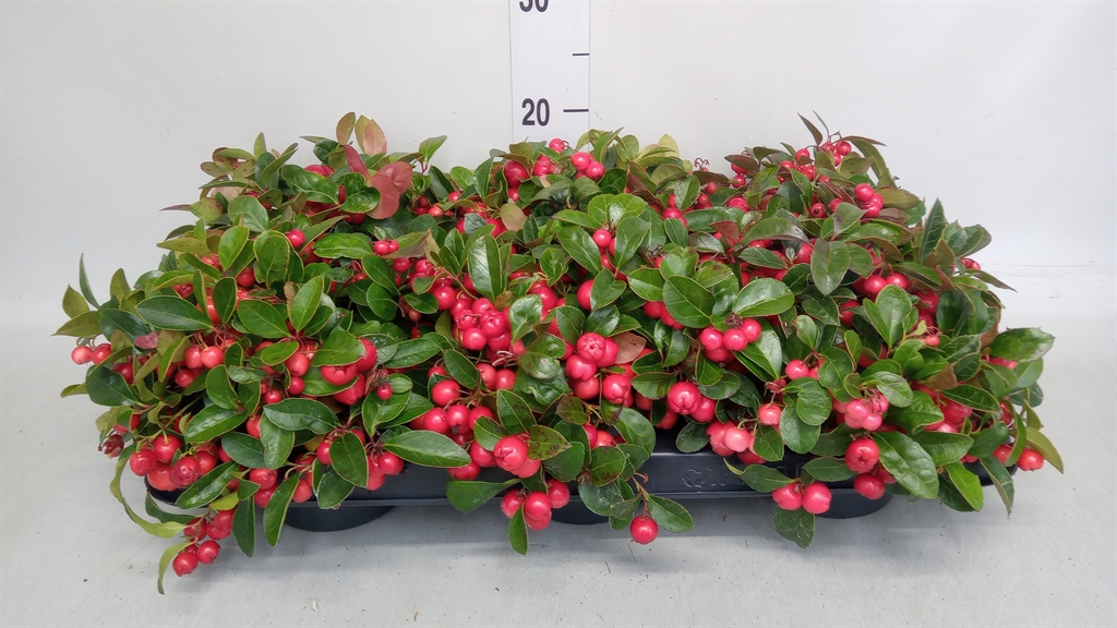 Gaultheria Big Berry 13Ø 22cm