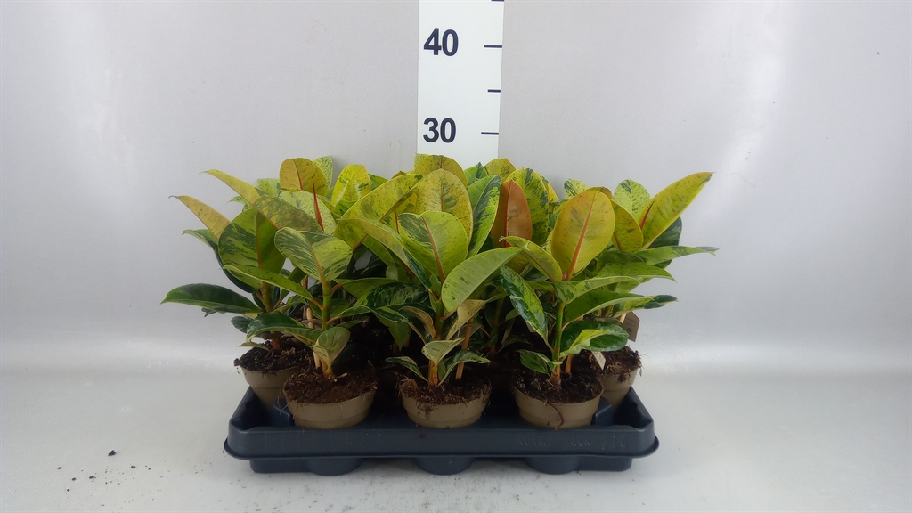 Ficus Mix 4 Spieces 9Ø 30cm