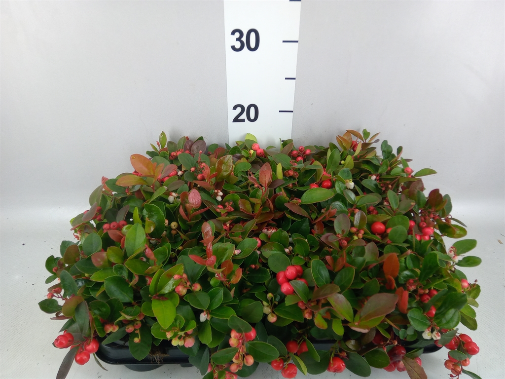 Gaultheria Procumbens 9Ø 15cm