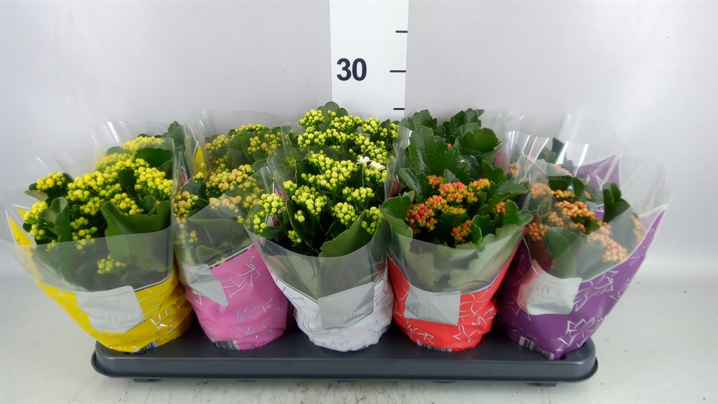 Kalanchoe Double Perfecta Mix 12Ø 25cm