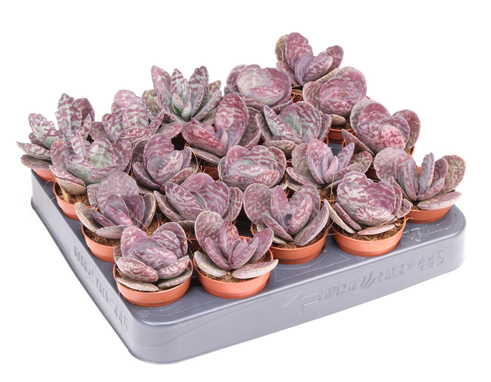 Kalanchoe Ov 505Ø 8cm