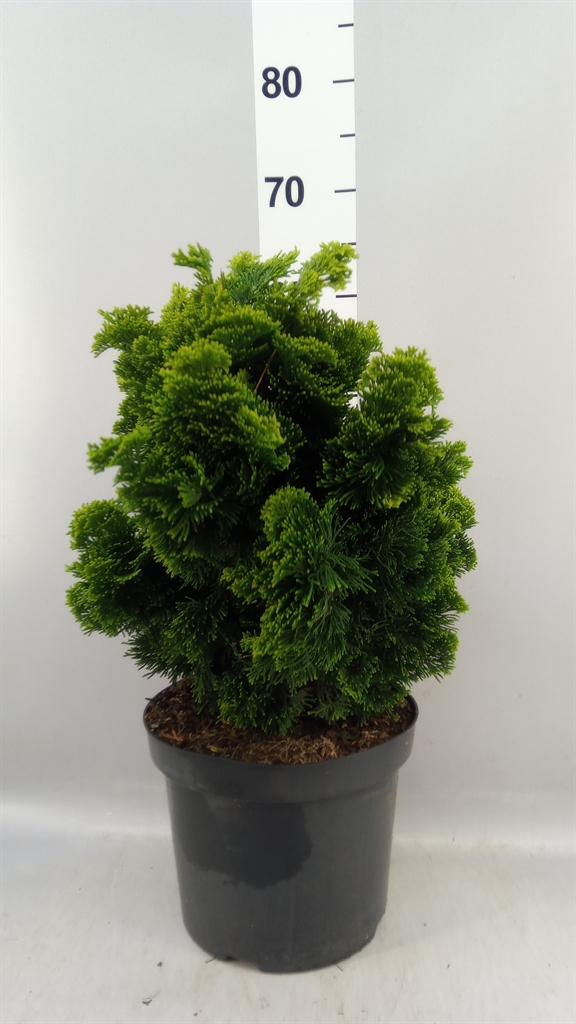 Chamaecyparis Aurora 26Ø 35cm