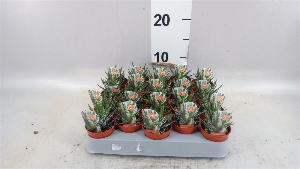 Haworthia Big Band 5Ø 8cm