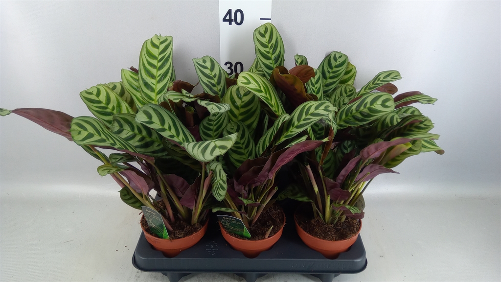 Ctenanthe Burle-marx 12Ø 25cm