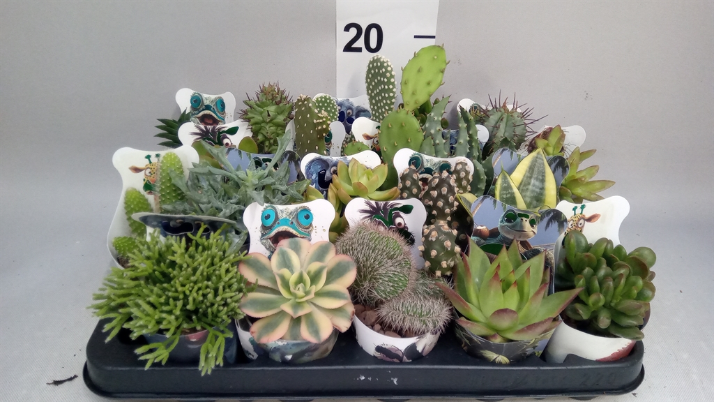 Cactus Gemengd 506Ø 9cm