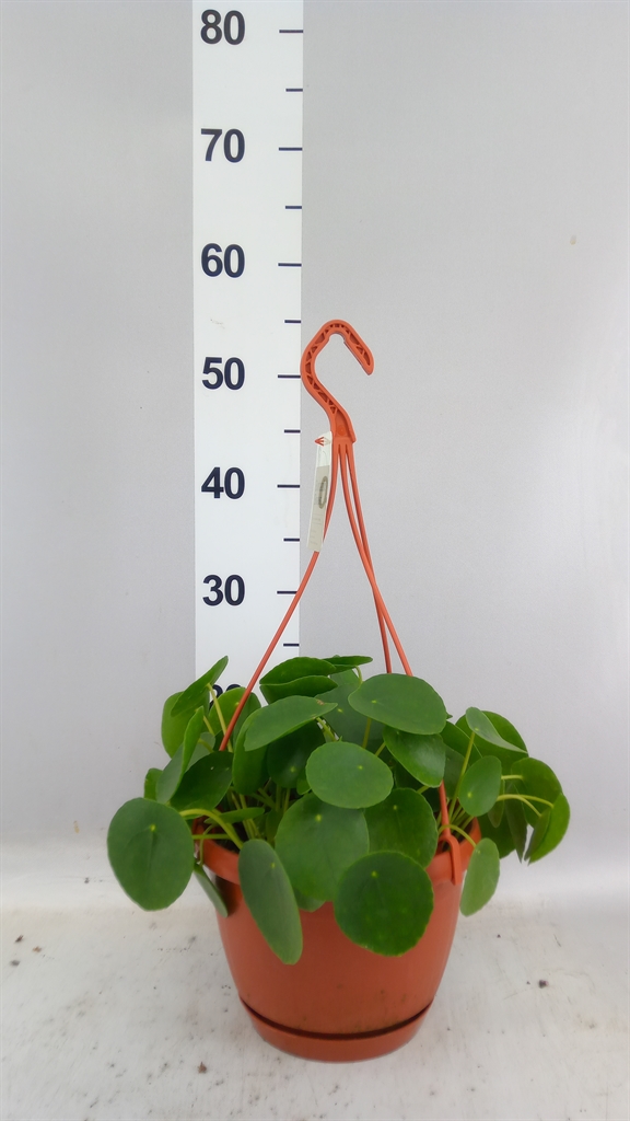 Pilea Peperomoides 21Ø 30cm