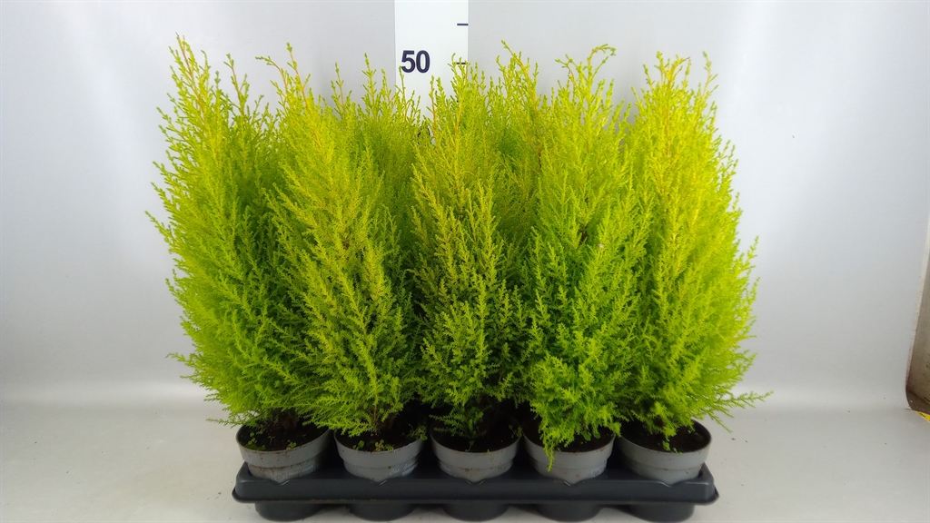 Cupressus Goldcrest Wilma 11Ø 34cm