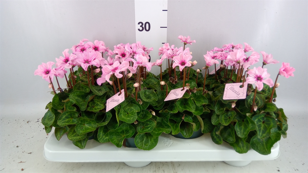 Cyclamen Persicum Illusia 12Ø 25cm