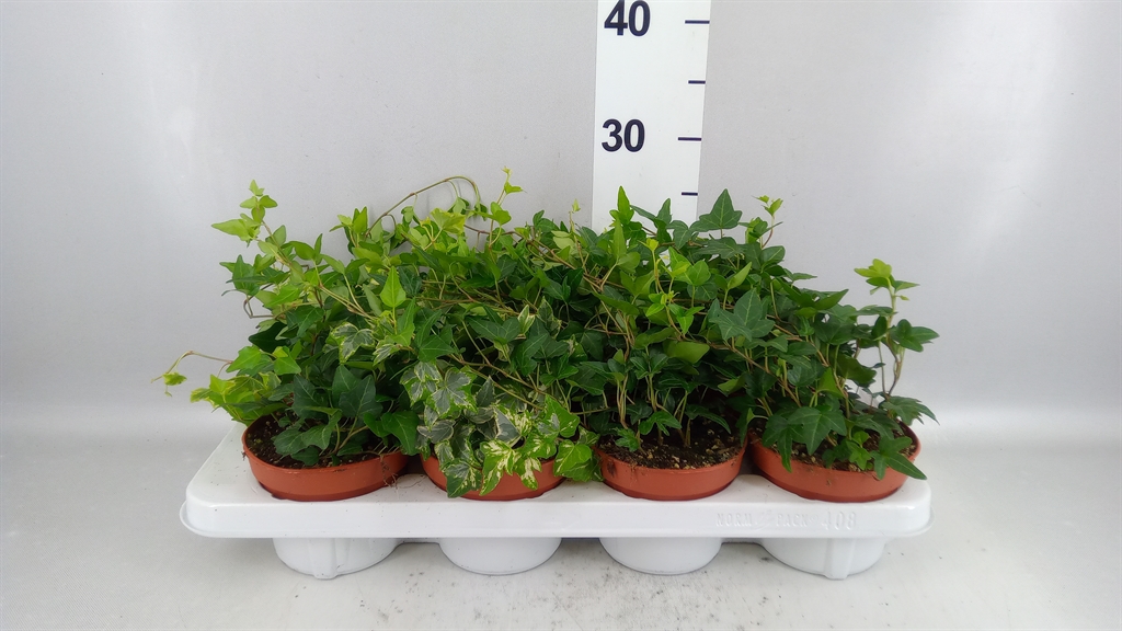 Hedera Helix Mix 13Ø 30cm