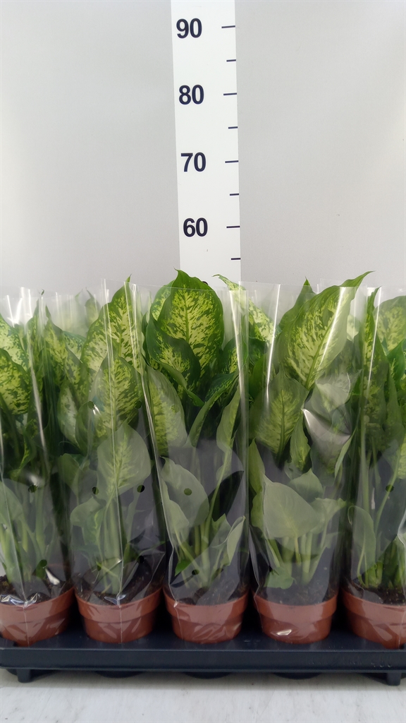 Dieffenbachia Compacta 12Ø 45cm