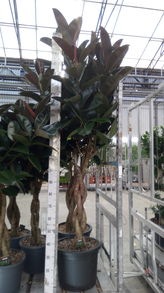 Ficus Burgundy 45Ø 200cm