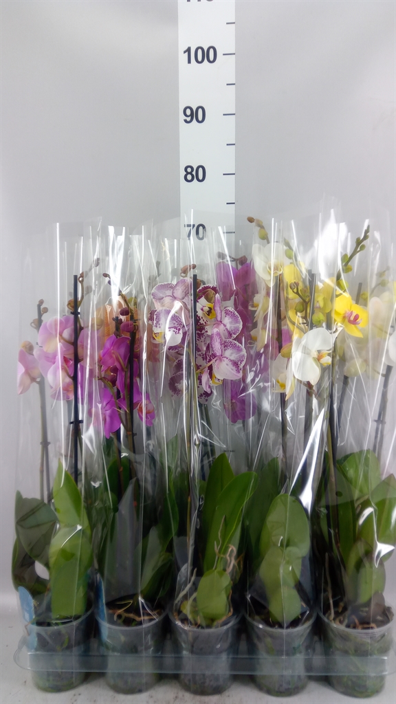 Phalaenopsis Mix 5 Colours 12Ø 55cm 2st