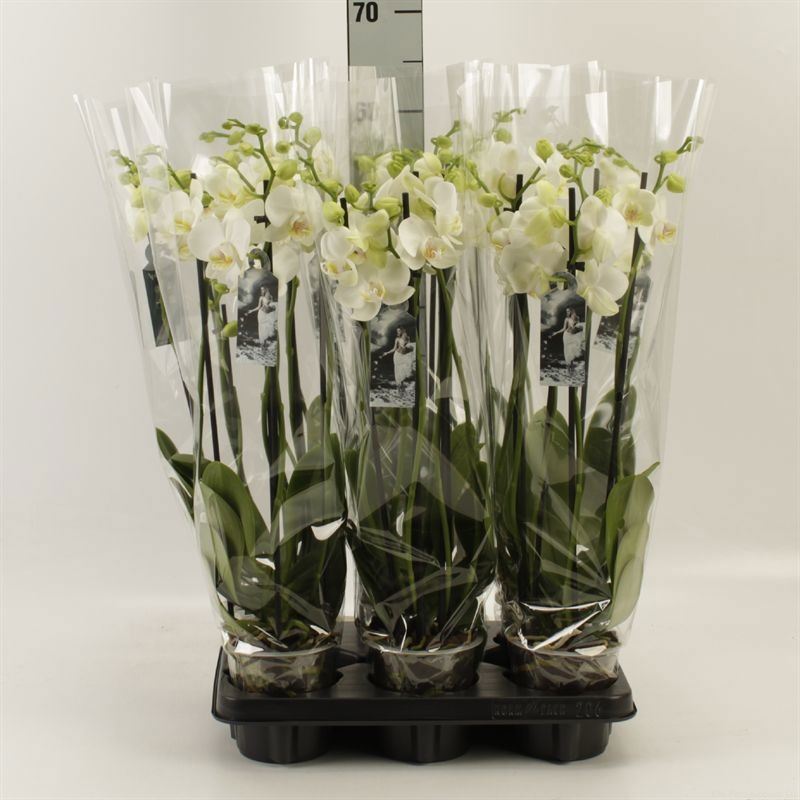Phalaenopsis White 2 Stem 12Ø 55cm