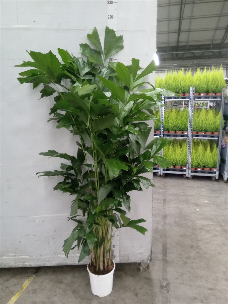 Caryota Mitis 24Ø 170cm