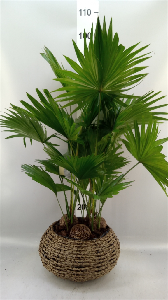 Livistona Rotundifolia 40Ø 65cm