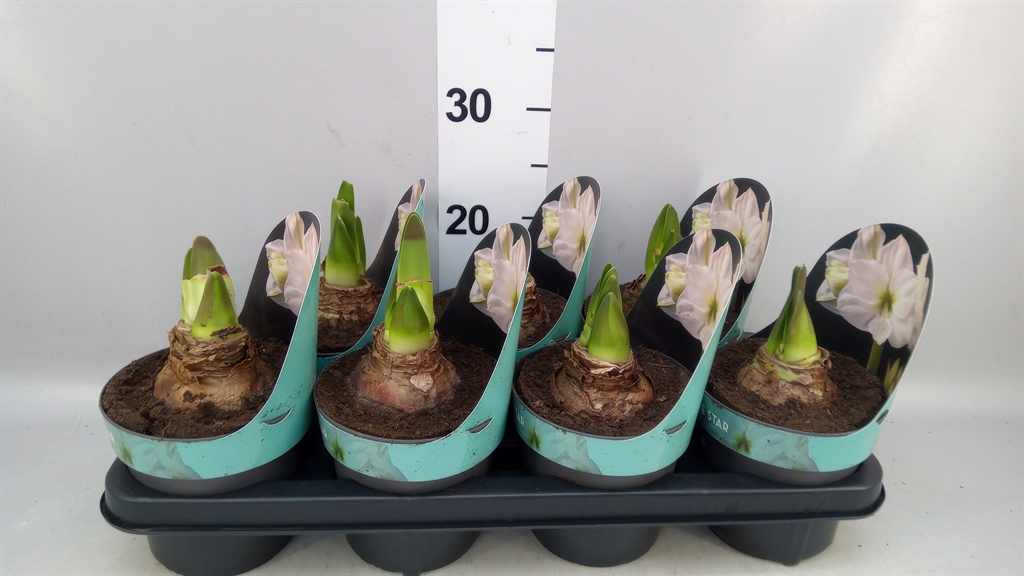 Hippeastrum White Star 14Ø 25cm