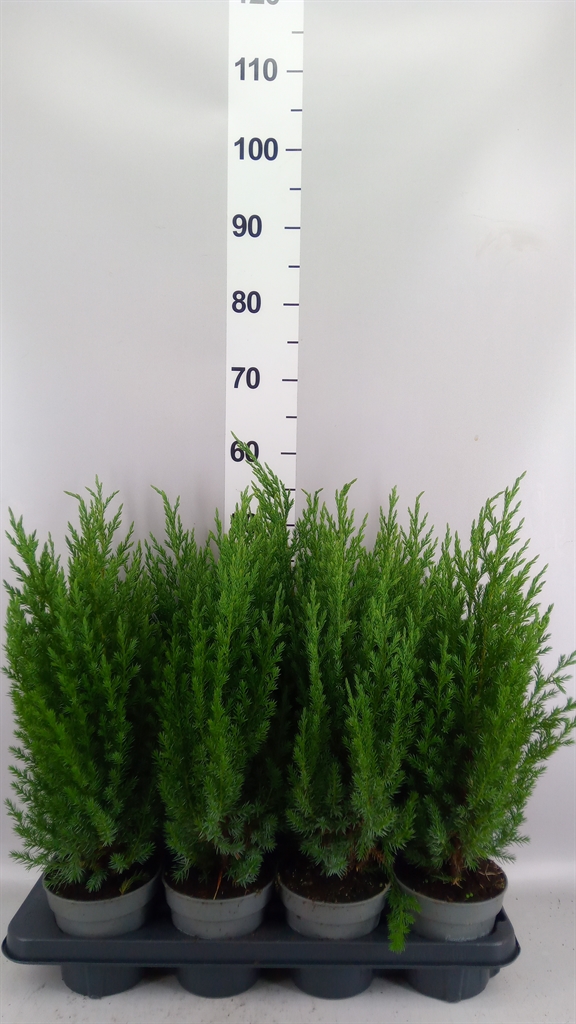 Juniperus Stricta 13Ø 55cm