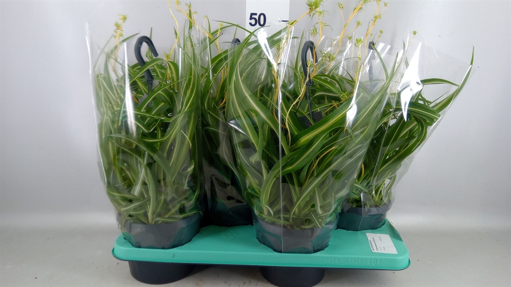 Chlorophytum Bonnie 17Ø 35cm