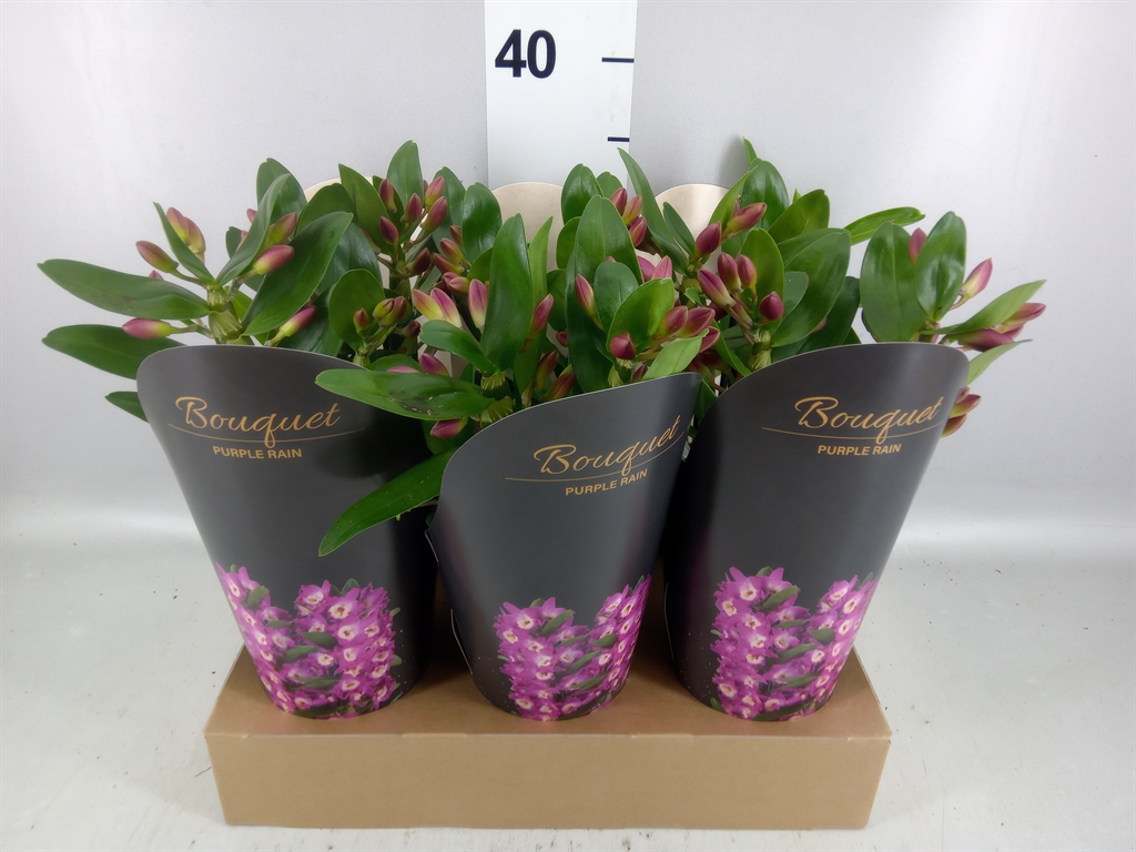Dendrobium Nobile Bouquet Purple Rain 12Ø 35cm