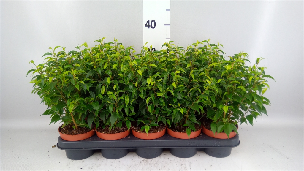 Ficus Benjamina Natasja 12Ø 35cm