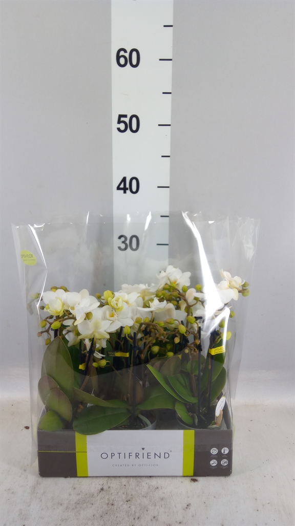 Phal Mf Ov Wit 7Ø 25cm