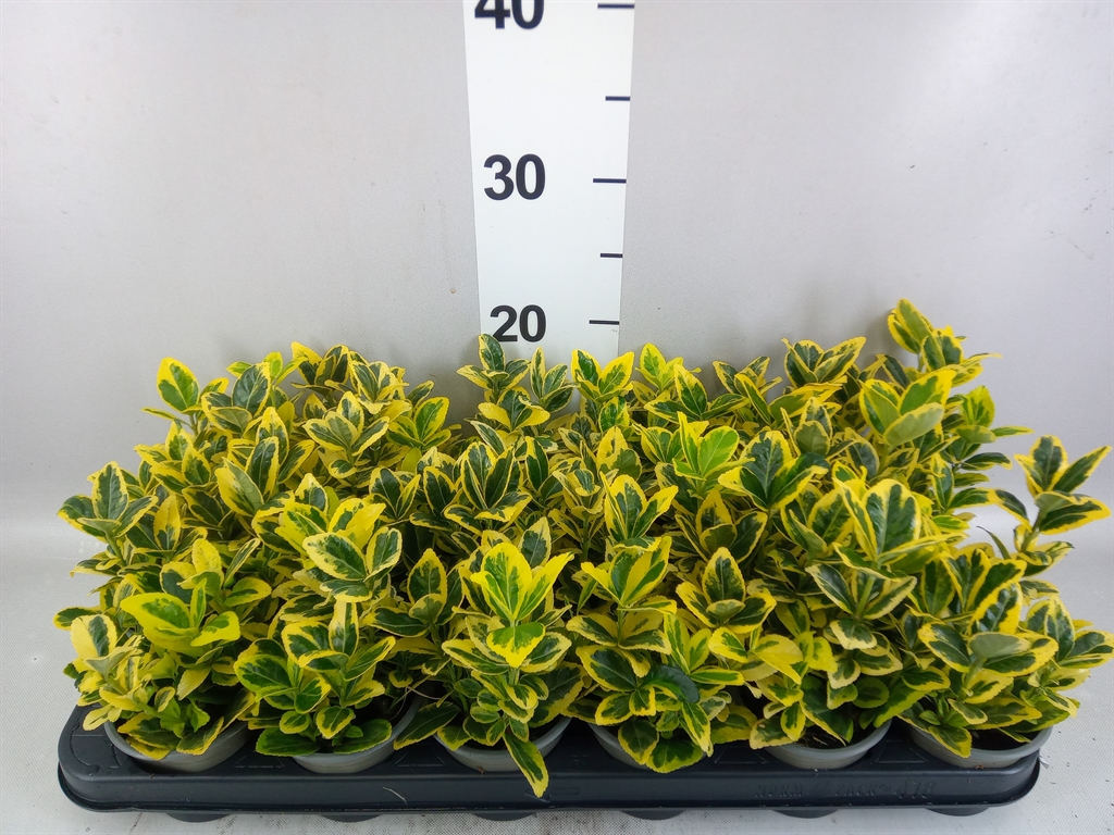 Euonymus Japonicus Marieke 9Ø 15cm