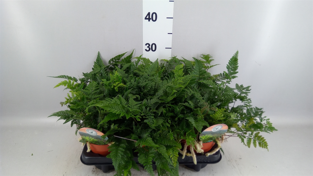 Humata Tyermannii 12Ø 30cm