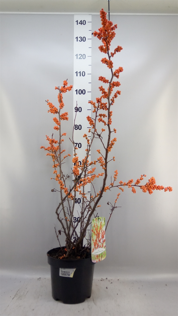 Ilex Verticillata 110cm