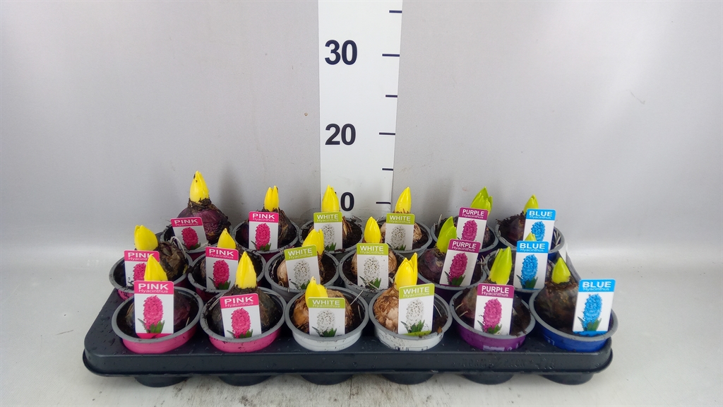 Hyacinthus Mix 9Ø 15cm 1pp