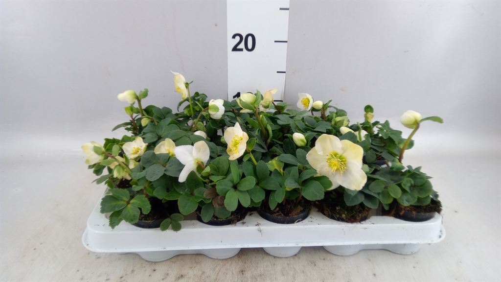 Helleborus Christmas Carol 6Ø 14cm