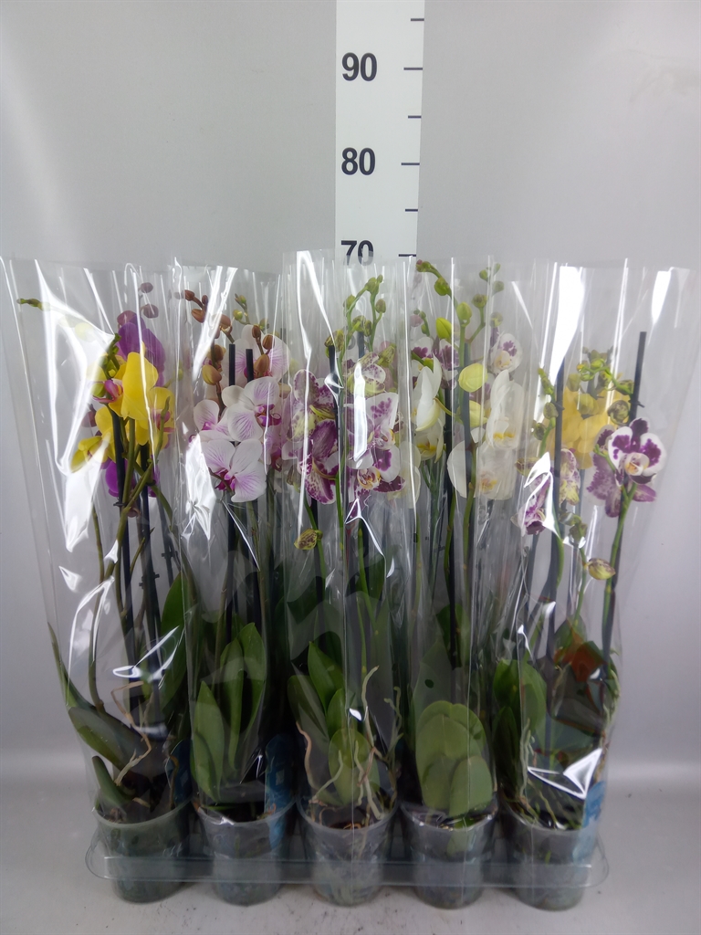 Phalaenopsis Mix 5 Colours 12Ø 55cm 3st
