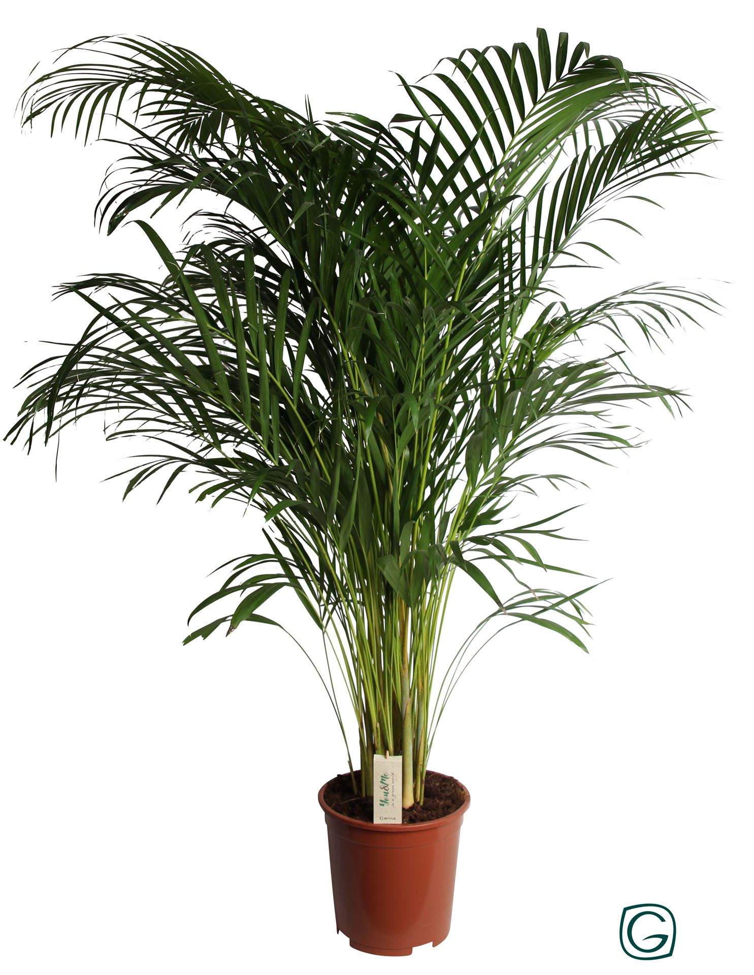 Dypsis Lutescens 27Ø 150cm