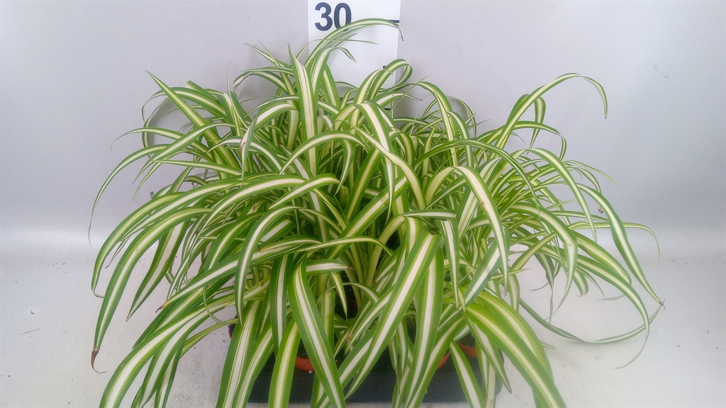 Chlorophytum Atlantic 5Ø 15cm