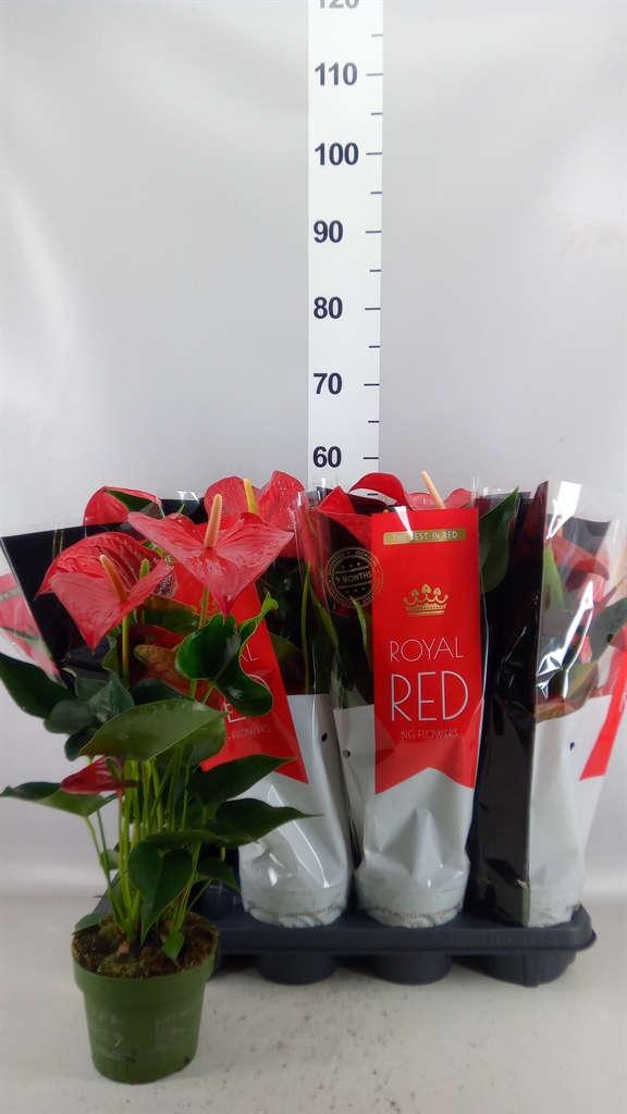 Anthurium Querida 14Ø 50cm